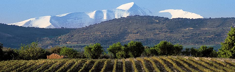 viñas del vero vino uvas bodega viñedo arboles nevadas nieve