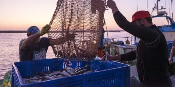 Usisa conservas gourmet conservas de pescado boquerones en aceite de oliva