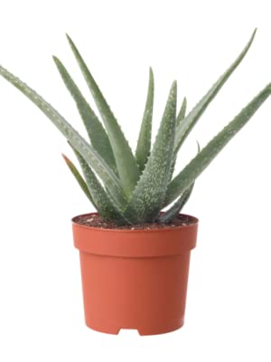 Aloe