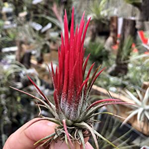 tillandsia roja