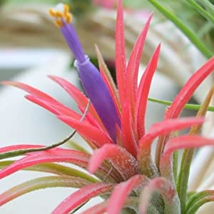 tillandsia