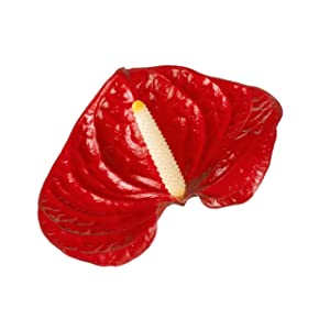 Anthurium