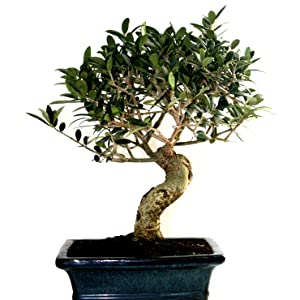 Bonsai Olivo