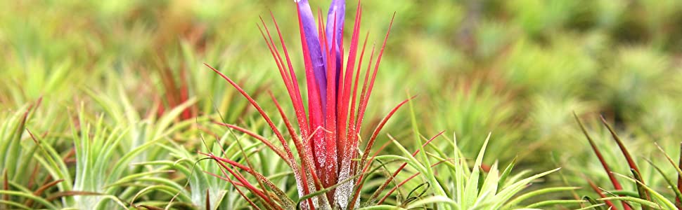 tillandsia roja