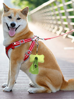 dispensador de bolsas para perros perfume perro bolsas de perros caca bolsa perros bolso pequeño