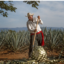 tequila,tequila premium,tequila mexico, tequila agave, tequila reposado, tequila añejo