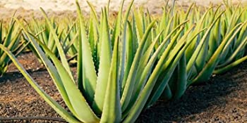 Aloes