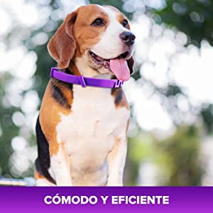 Tratamiento de pulgas para perros, collar ajustable para perros, protecci??n para 8 meses tratamiento